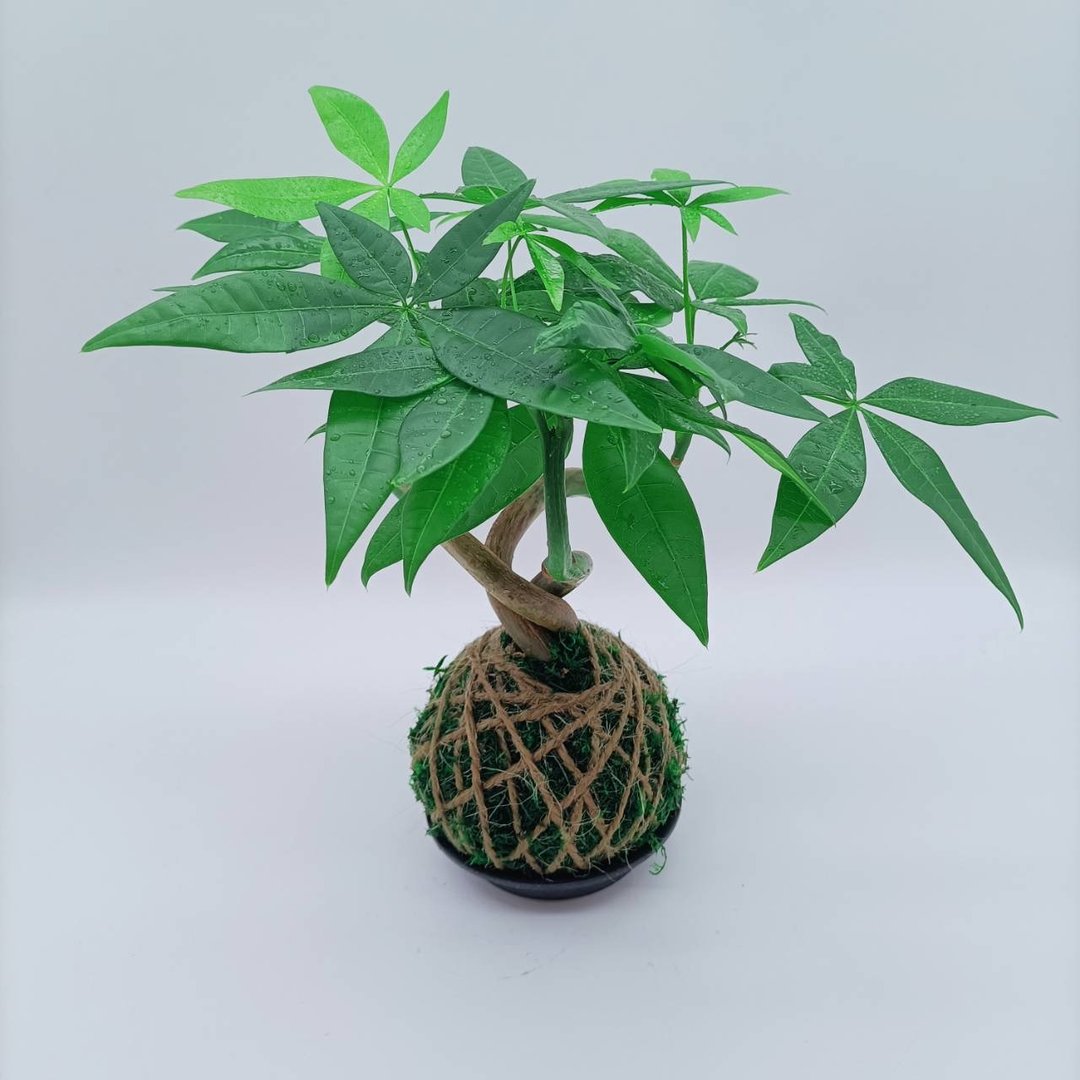 苔球植物  招财树  马拉巴栗  室内植物  懒人盆栽 - 植栽/盆栽 - 植物．花 