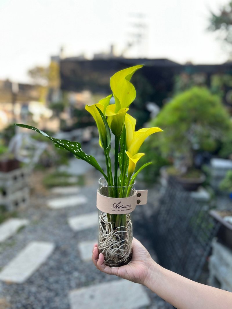 水培植栽│冬季限定  彩色海芋_室内植物 办公室盆栽 送礼 - 植栽/盆栽 - 玻璃 
