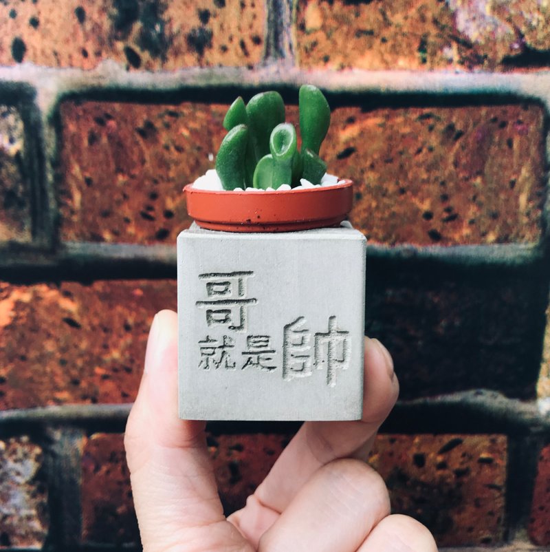 哥就是帅 多肉磁铁盆栽 - 植栽/盆栽 - 水泥 灰色
