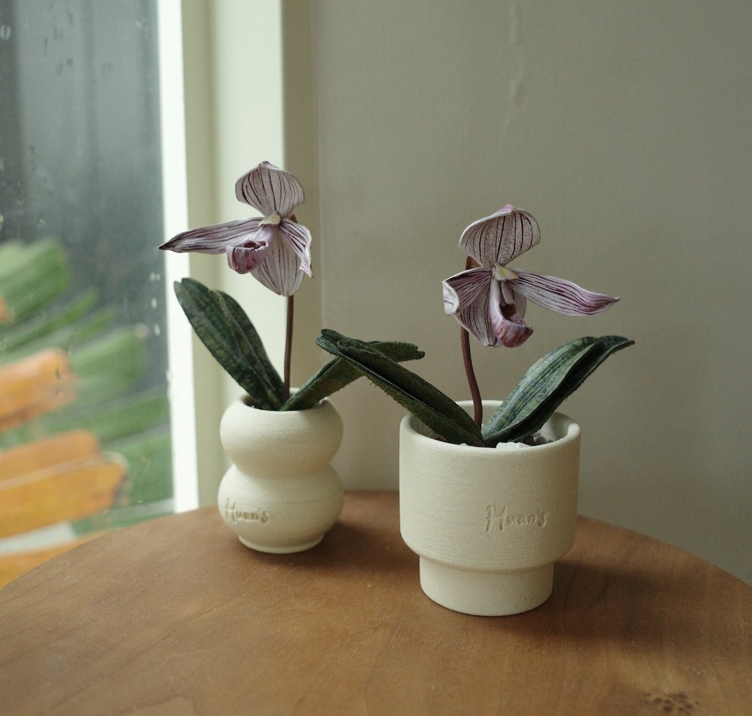 绝版品Paph. Lady Isabel x Paph. niveum 红色皮革兰花 - 植栽/盆栽 - 真皮 