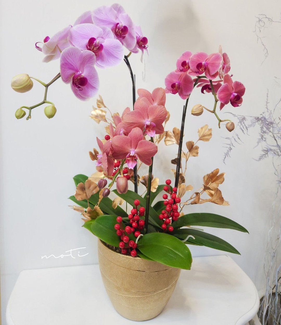 蝴蝶兰植栽【限店面自取/双北专送】新年送礼 开幕升迁 新居落成 - 植栽/盆栽 - 植物．花 金色