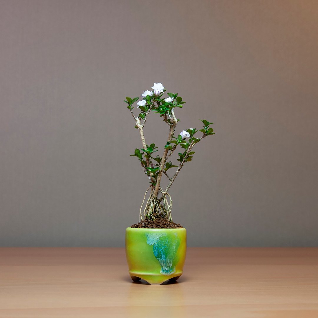 小品盆景/日本玫瑰香丁木/豆盆栽 - 植栽/盆栽 - 植物．花 