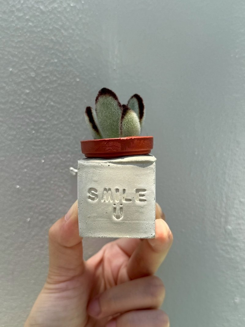 smile 笑ㄧ个 水泥磁铁盆栽 送多肉 - 植栽/盆栽 - 水泥 灰色
