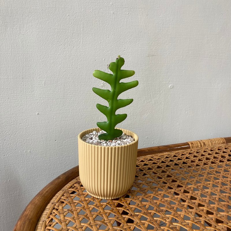 鱼骨仙人掌 | 贝壳盆-芥末黄 - 植栽/盆栽 - 植物．花 黄色