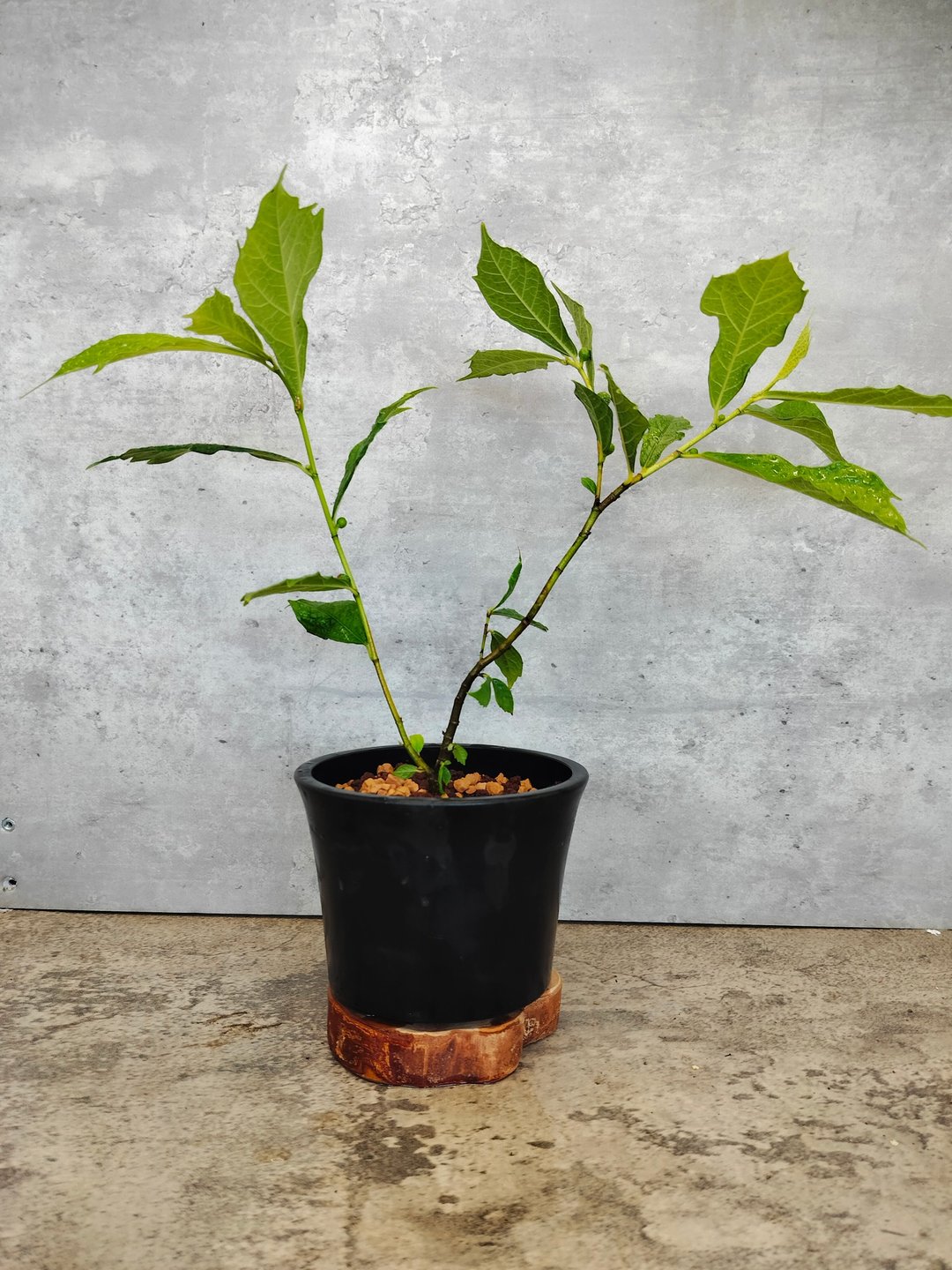 黑胶盆 盆栽 日本犬枇杷实生 植物   植物 盆栽 - 植栽/盆栽 - 植物．花 