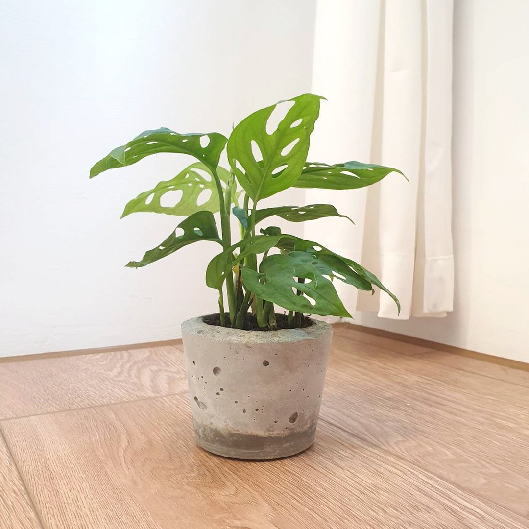 植物 窗孔龟背芋 室内盆栽 植物 - 植栽/盆栽 - 水泥 灰色