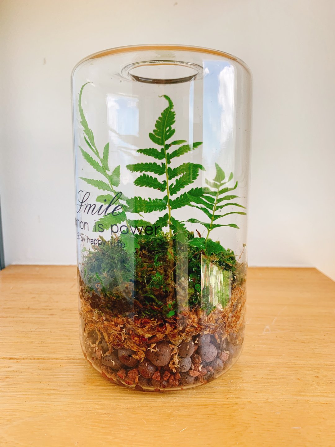 纯自然 瓶中蕨类 盆栽 生态瓶 微景观 摆饰 micro land - 植栽/盆栽 - 植物．花 绿色