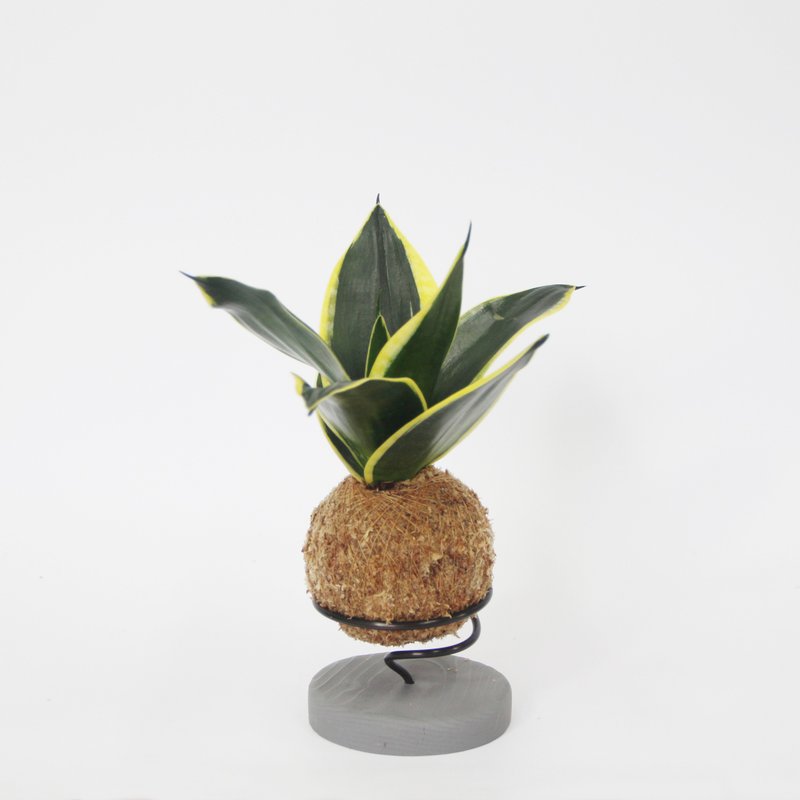 微一设计/金刚虎尾兰苔球+水泥底座 - 植栽/盆栽 - 植物．花 绿色