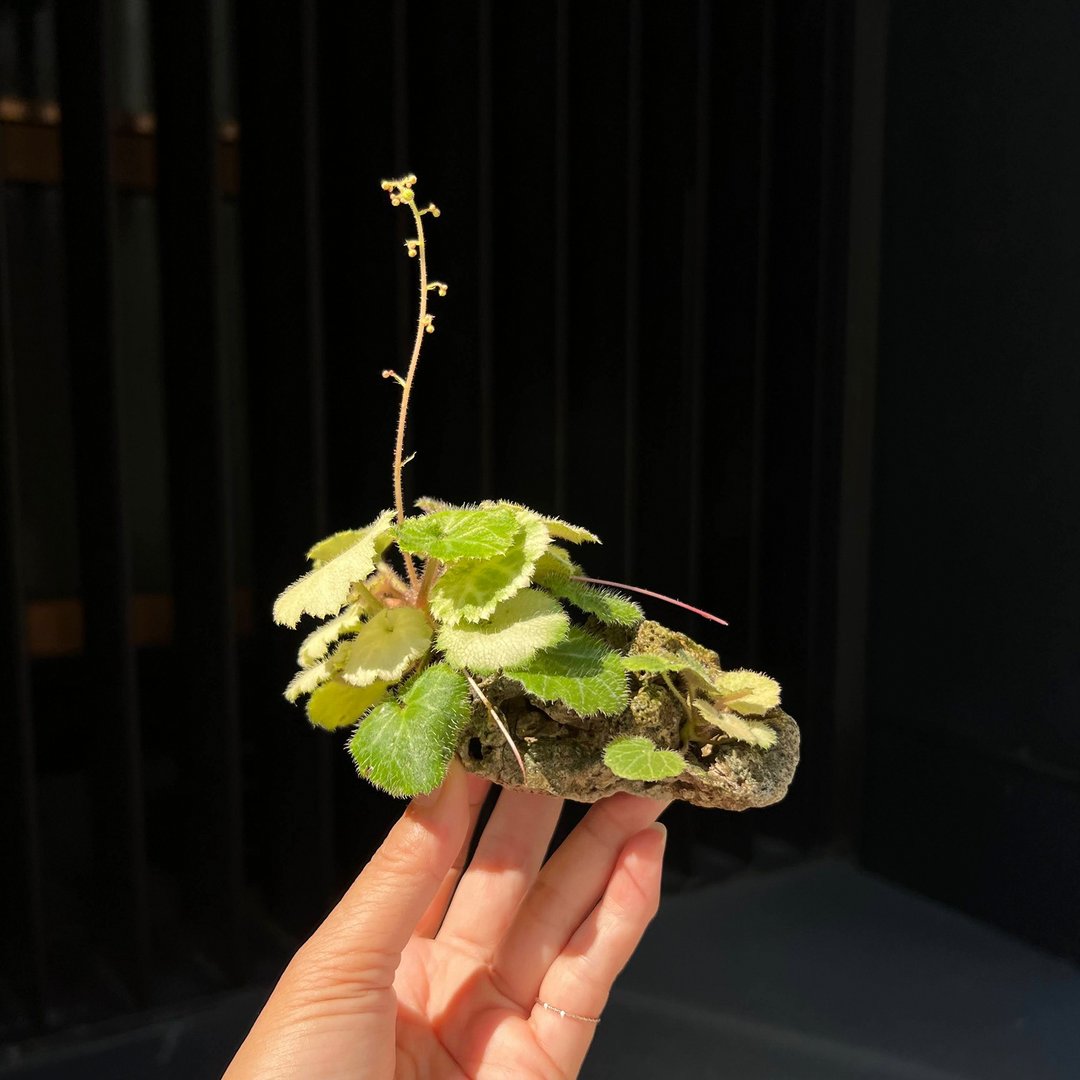 日本黄金虎耳草∣附石山野草 茶道盆栽 开花中 - 花瓶/陶器 - 陶 