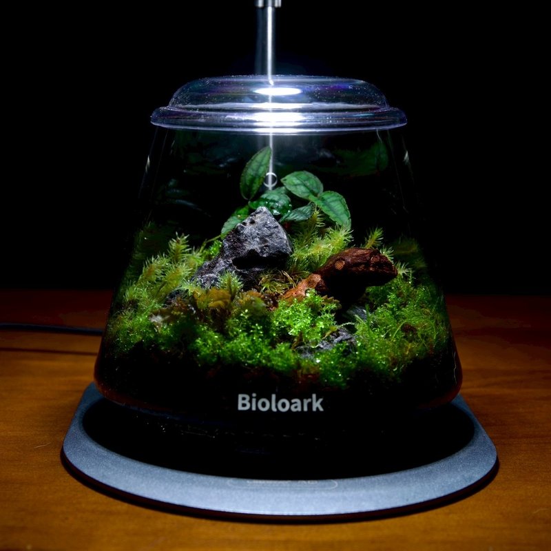 雨林纪行 紫金苔语/Micro Rainforest  Violet Moss办公室最佳选 - 植栽/盆栽 - 植物．花 