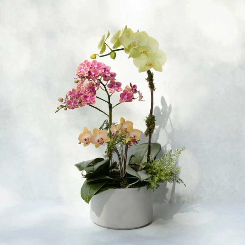 合奏曲 蝴蝶兰植栽 - 植栽/盆栽 - 植物．花 白色