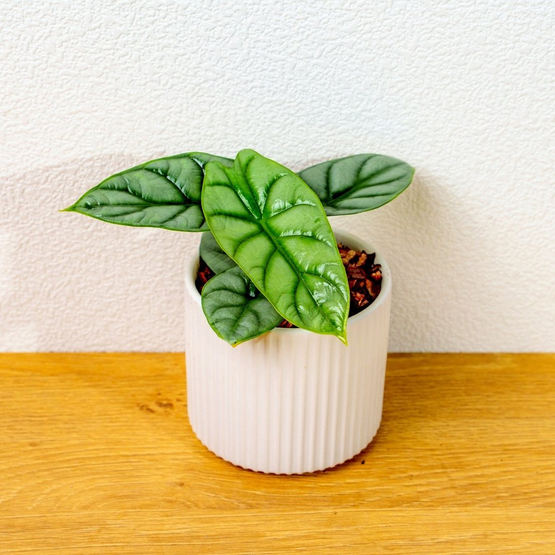 银龙观音莲 莫兰迪色系直纹陶盆 室内植物 观叶植物 礼物 盆栽 - 植栽/盆栽 - 植物．花 白色