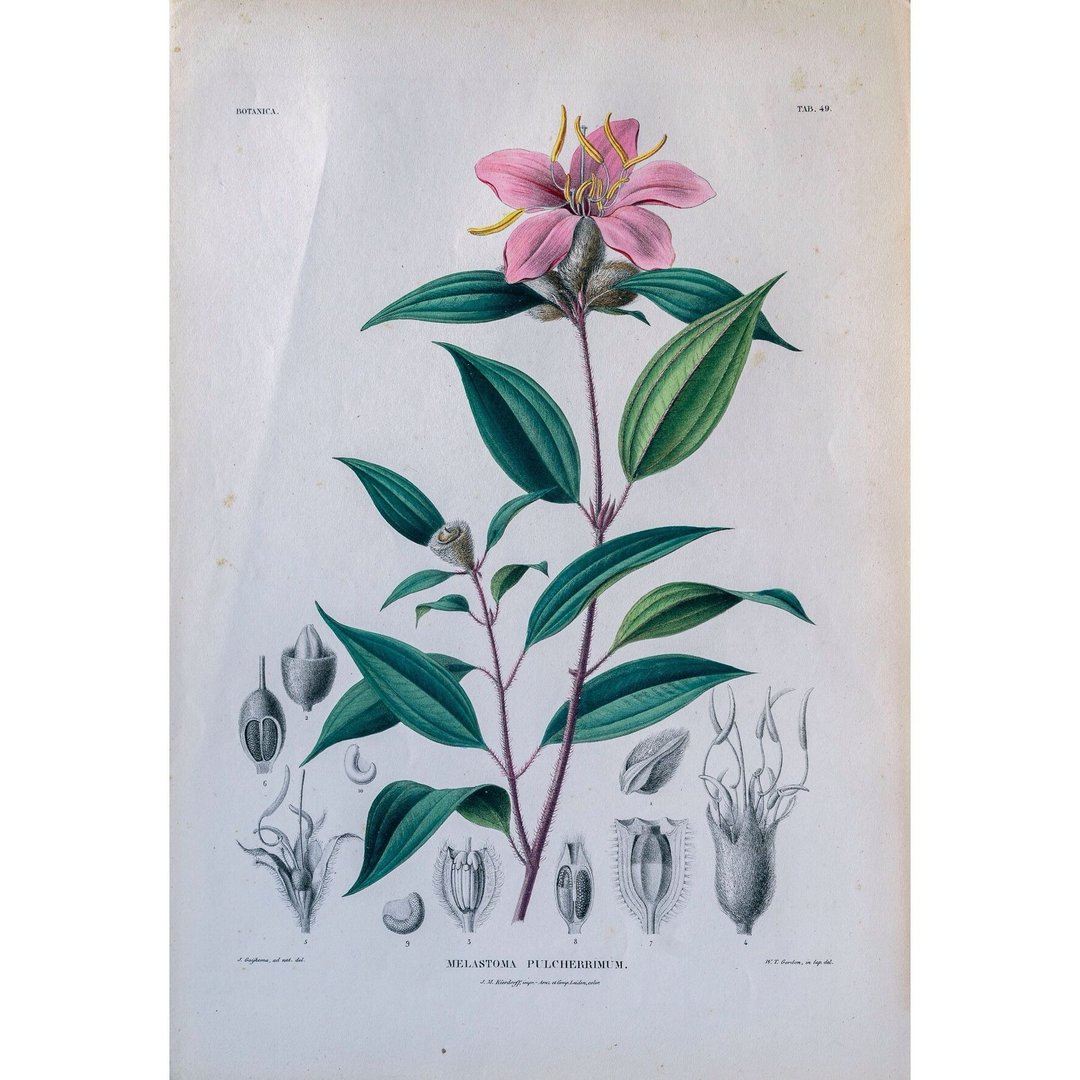 野牡丹属 Melastoma Pulcherrimum - 植物图鉴 - 版画 - 海报/装饰画/版画 - 纸 