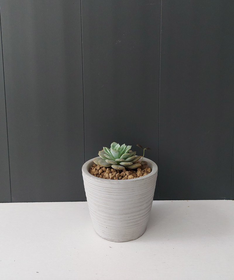 寓艺空间。疗愈多肉植物组合包 - 植栽/盆栽 - 植物．花 绿色