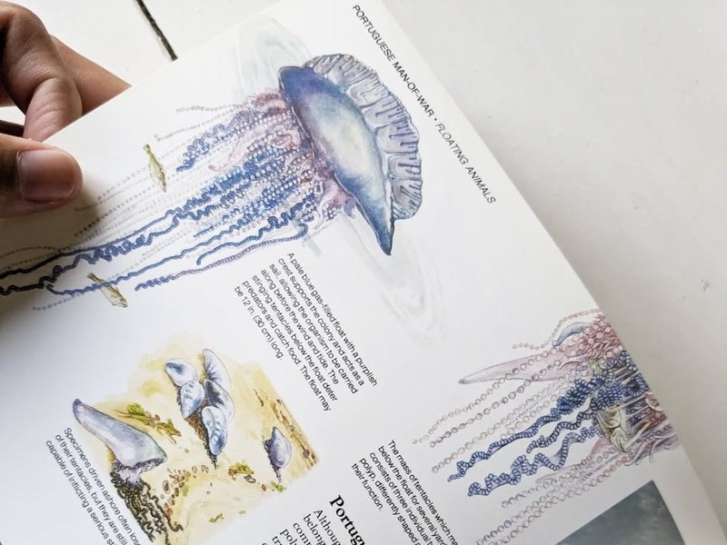 英国水生活实地指南/老书/古书/图鉴/花艺/老书 - 刊物/书籍 - 纸 黄色