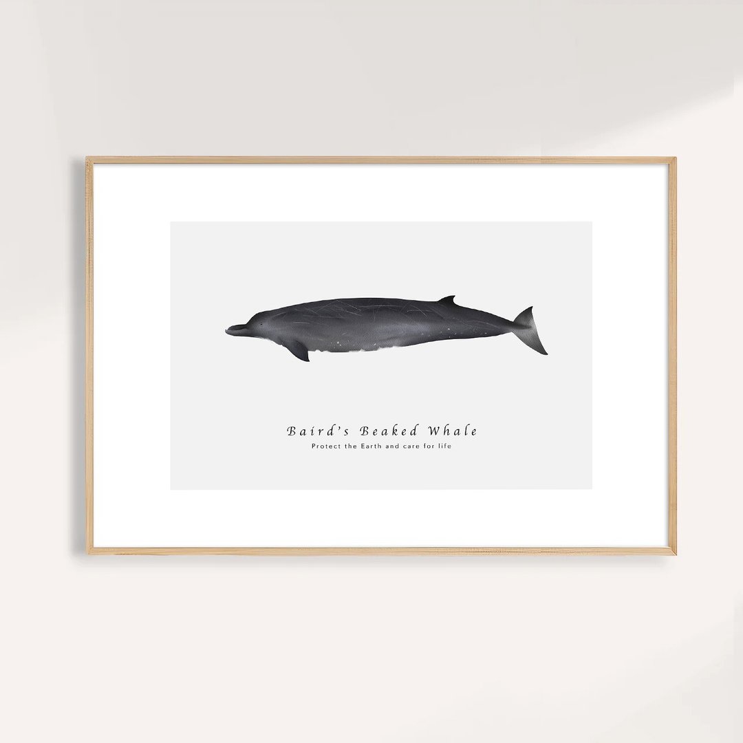 贝氏喙鲸 Baird's Beaked Whale /海洋动物插画挂画/艺术无框输出 - 海报/装饰画/版画 - 纸 