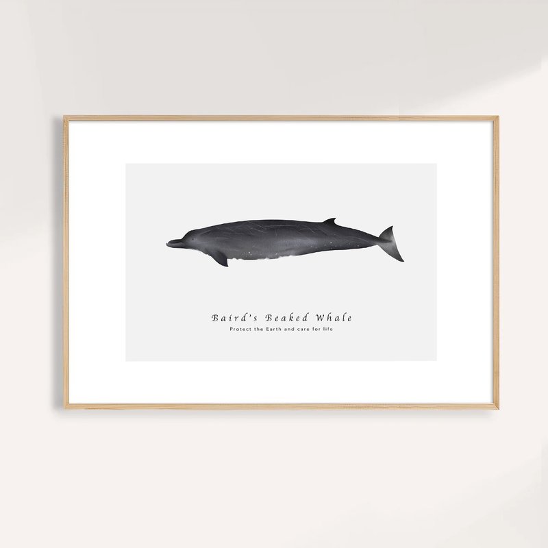 贝氏喙鲸 Baird's Beaked Whale /海洋动物插画挂画/艺术无框输出 - 海报/装饰画/版画 - 纸 