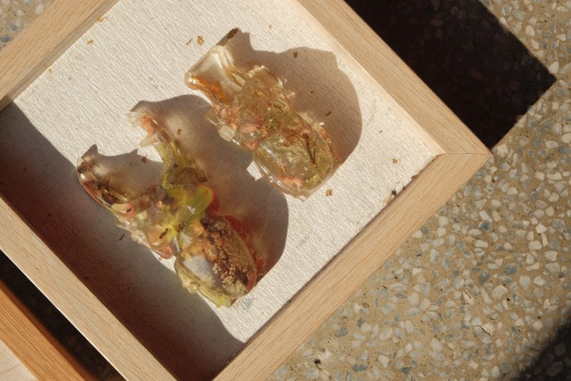 伪甲虫标本 / 可加框 甲虫 锹形虫 标本 押花 金锹虫 疗愈小物 - 摆饰 - 植物．花 绿色