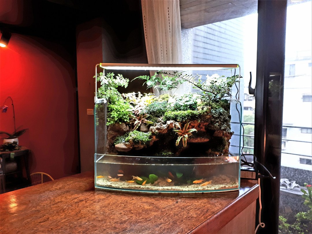 开运生态造景鱼缸AB-60海湾型   居家风水最耀眼的摆饰 - 植栽/盆栽 - 玻璃 
