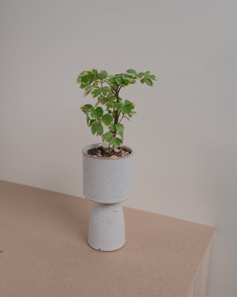 黄斑福禄桐 - 植栽/盆栽 - 植物．花 
