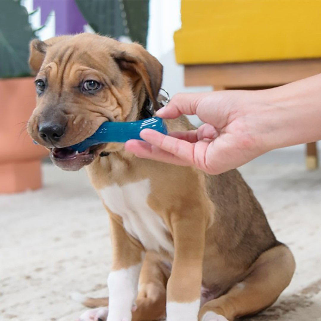 洁牙骨  耐咬史迪克2件组 ( S小型犬 ) 宠物玩具 - 玩具 - 其他材质 