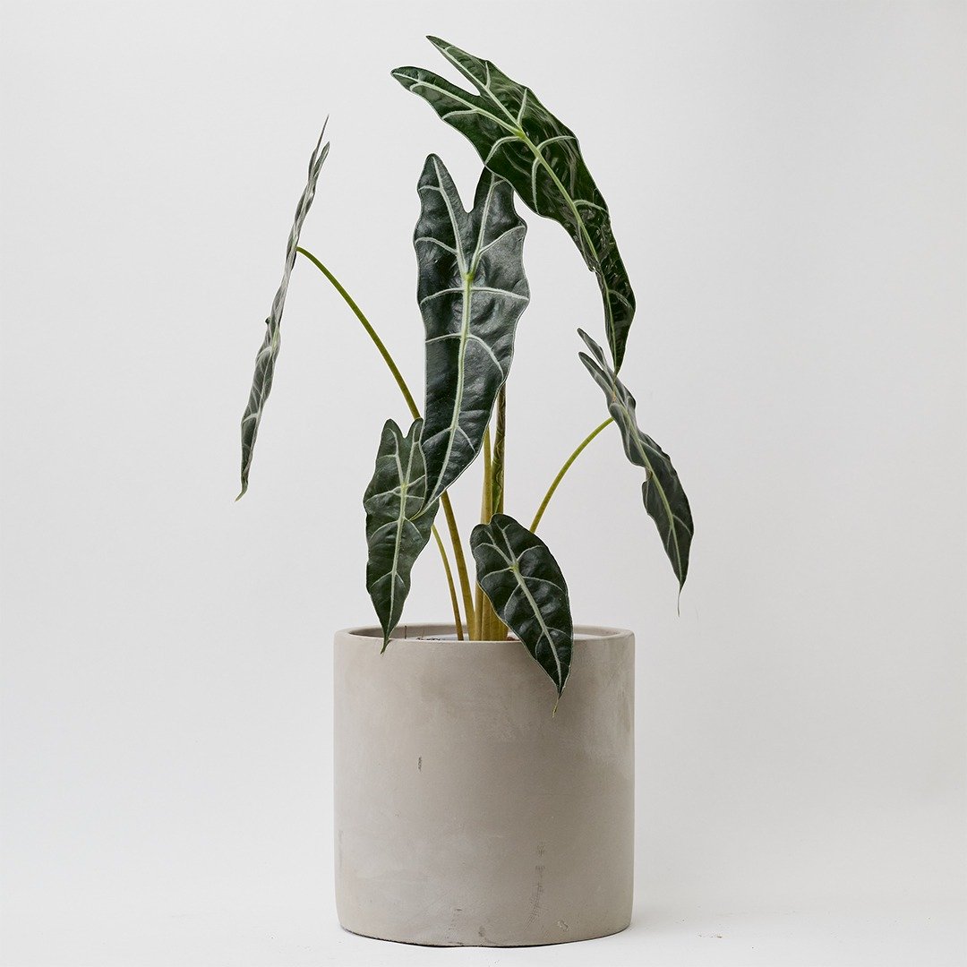 黑叶观音莲 | 室内盆栽 观叶植物 开幕送礼 新手入门款 - 植栽/盆栽 - 植物．花 绿色