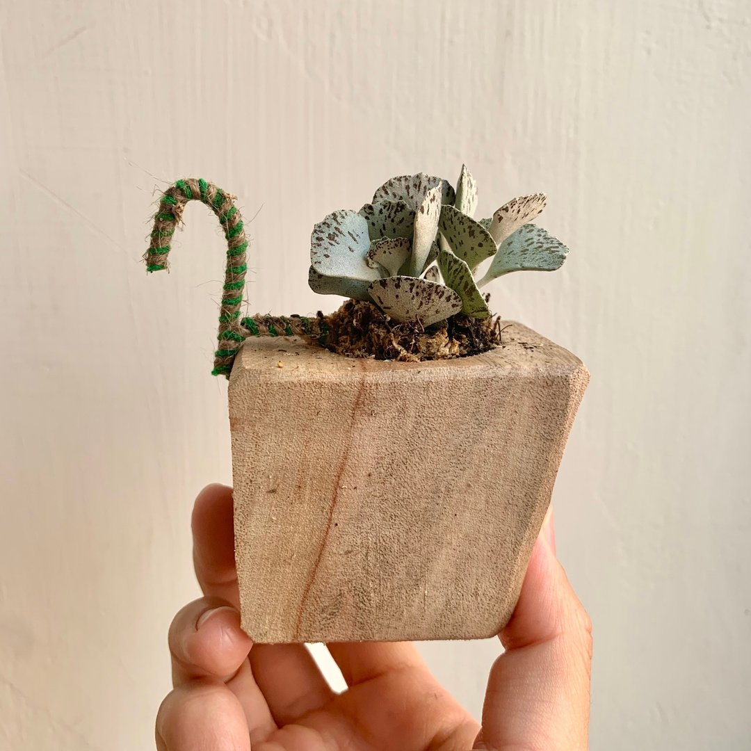 手工木作设计 盆栽摆饰 多肉植物 巧克力脆片 雀扇 - 植栽/盆栽 - 木头 