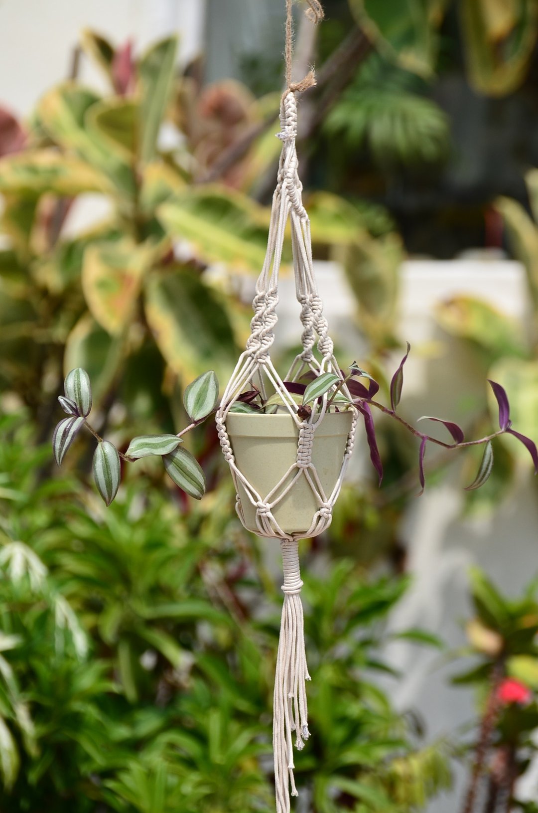 11月・台中国家歌剧院・织途・Macrame 植物吊篮 - 编织/羊毛毡/布艺 - 棉 