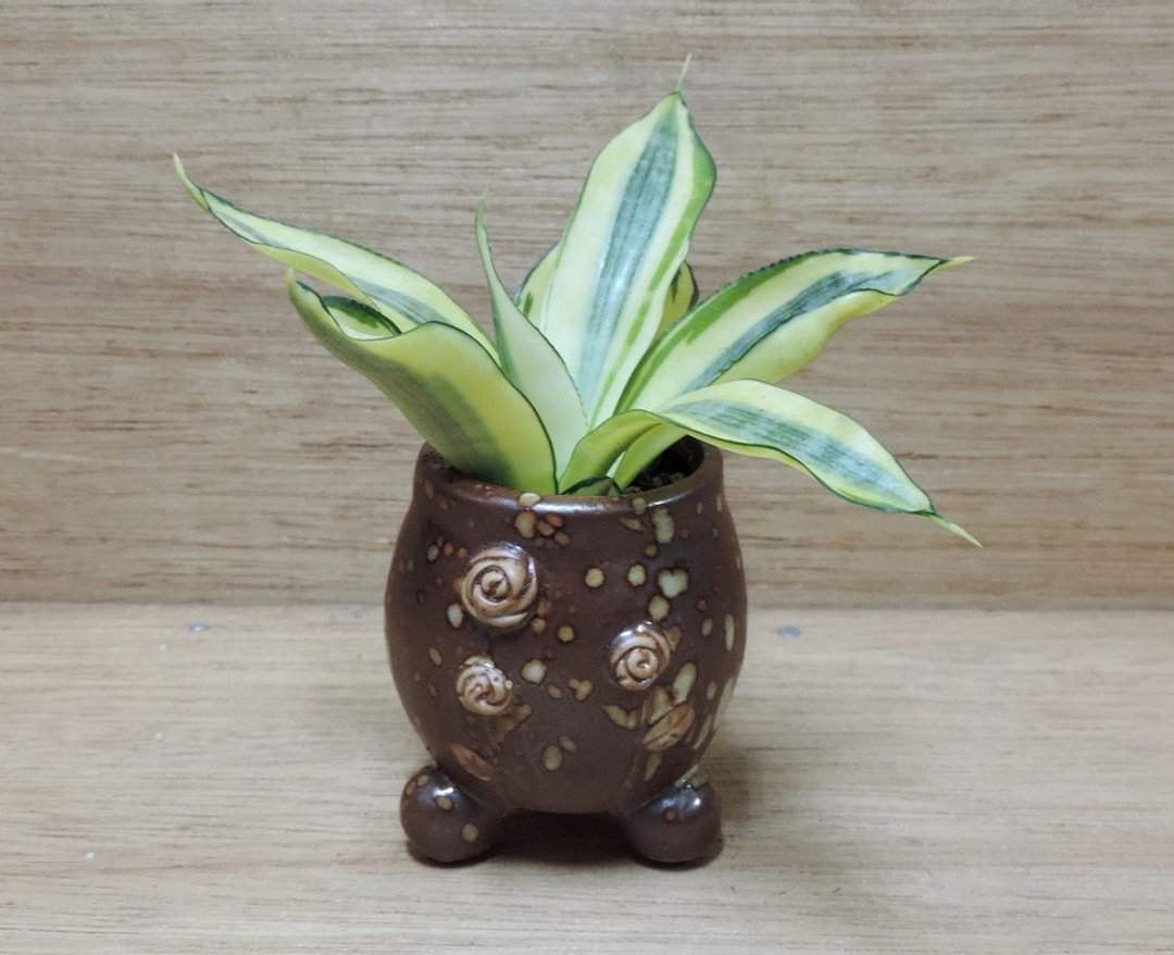 疗育系 · 植物花园 · 虎尾兰 - 植栽/盆栽 - 植物．花 