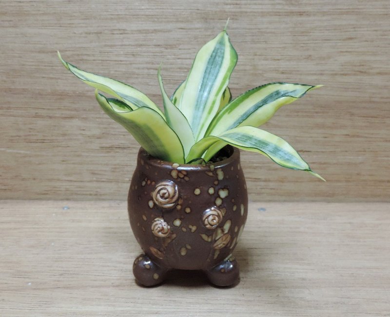 疗育系 · 植物花园 · 虎尾兰 - 植栽/盆栽 - 植物．花 