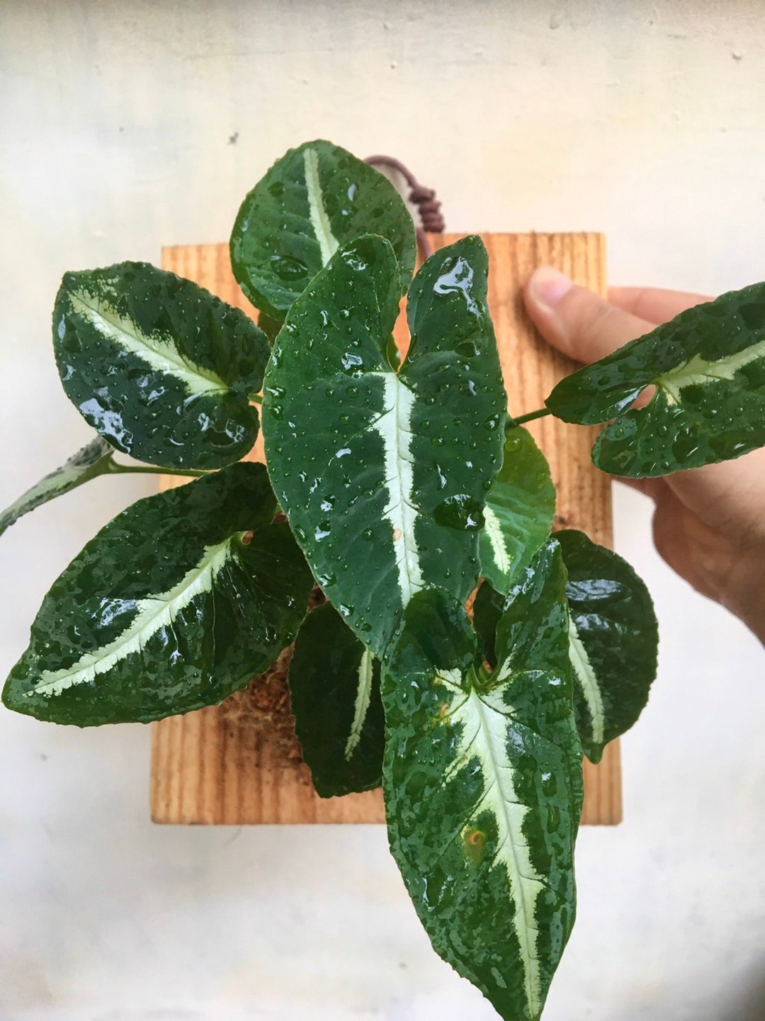 【绒叶合果芋】植物上板 情人节礼物 生日礼物 观叶植物 室内植物 - 植栽/盆栽 - 植物．花 