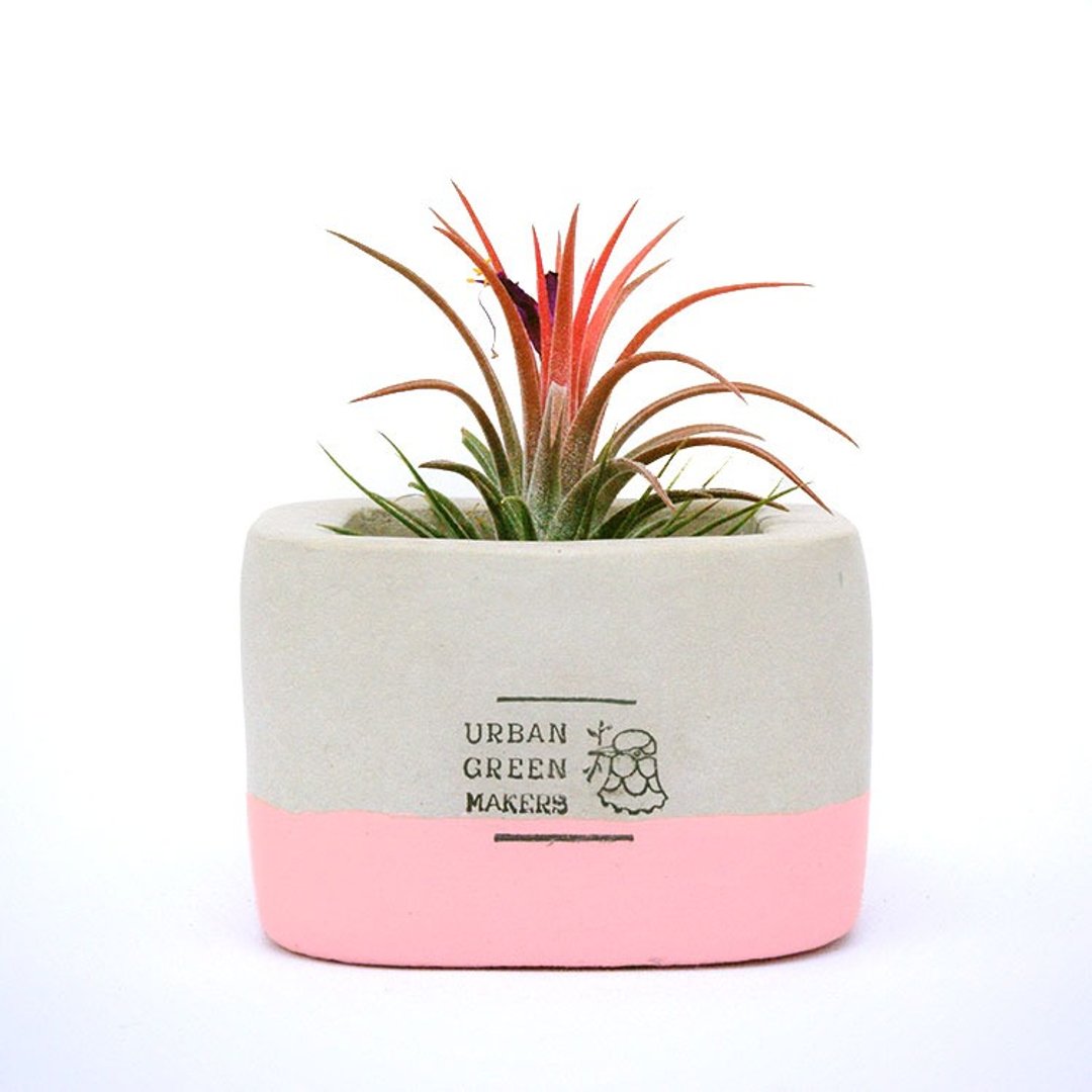 UGM方型清水模盆器 / 粉(M) - 植栽/盆栽 - 水泥 