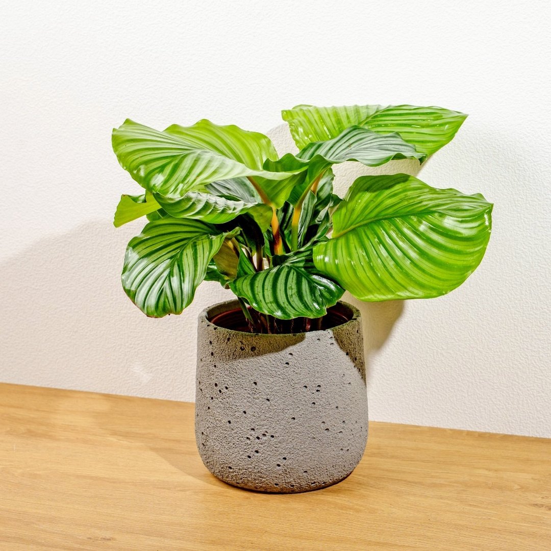青苹果竹芋圆点水泥盆栽 开幕盆栽推荐 - 植栽/盆栽 - 植物．花 灰色