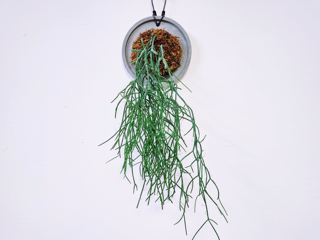 垂枝绿珊瑚│丝苇│水泥上板植栽│室内植物│窗边植物│观叶植物 - 植栽/盆栽 - 植物．花 绿色