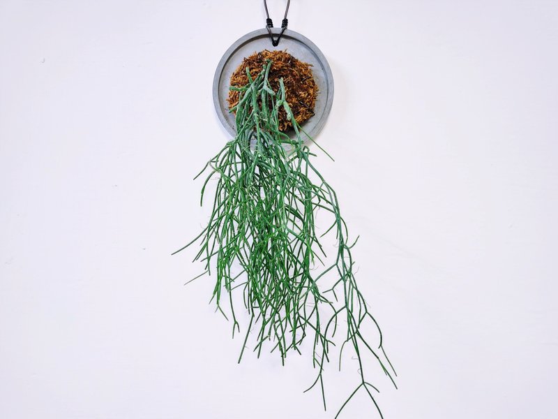 垂枝绿珊瑚│水泥上板植栽│室内植物│窗边植物│观叶植物 - 植栽/盆栽 - 植物．花 绿色