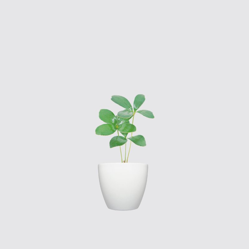 │ 犀力系列 │ 幸运铁树 - 送礼植物  自动补水 水耕盆栽 - 植栽/盆栽 - 塑料 白色