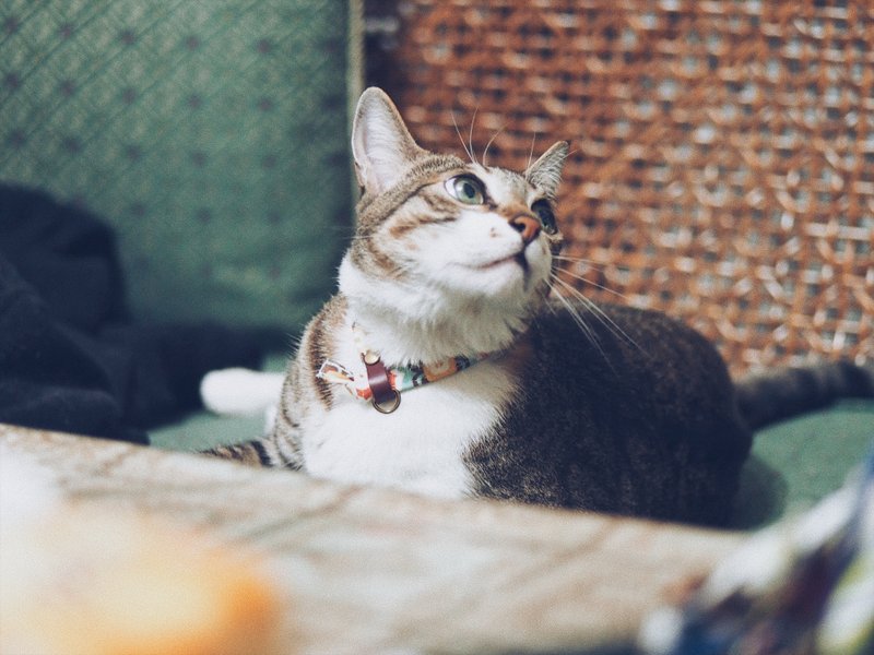 猫 项圈 复古 魔幻地砖 双面设计 附铃铛 可加购吊牌 - 项圈/牵绳 - 棉．麻 