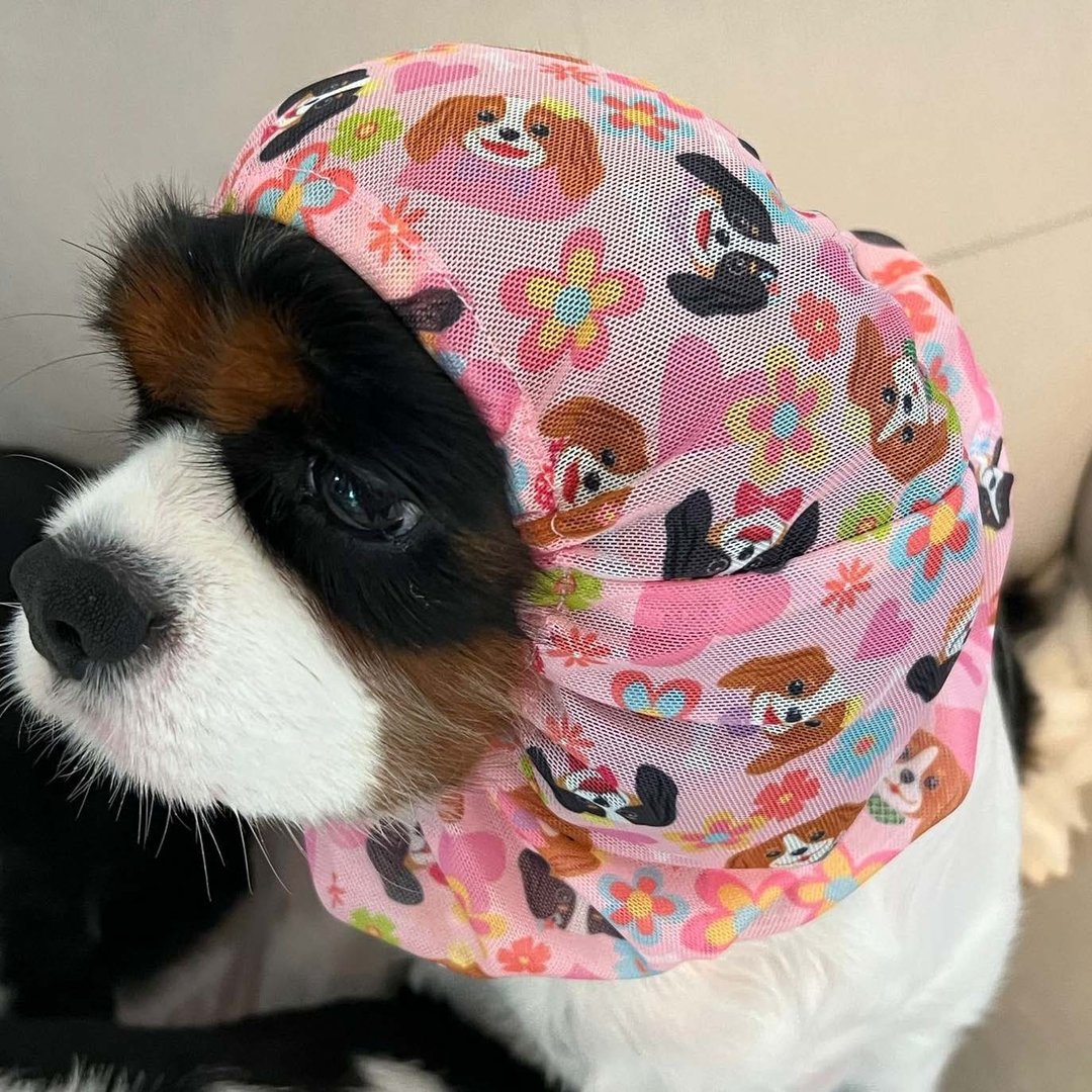 骑士国王查尔斯猎犬图案网纱头套 宠物衣 宠物头饰 - 衣/帽 - 聚酯纤维 