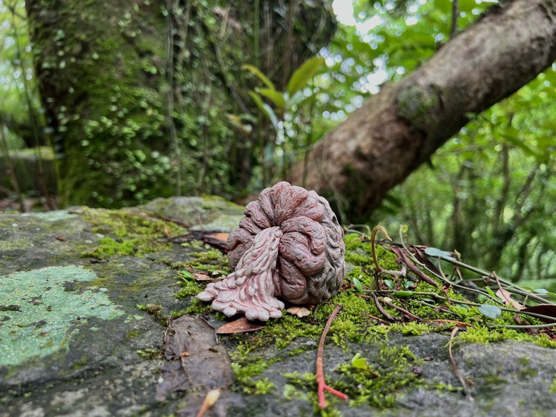 果子系列-沃若果/摆饰/雕塑公仔/原创手作手绘 - 玩偶/公仔 - 树脂 