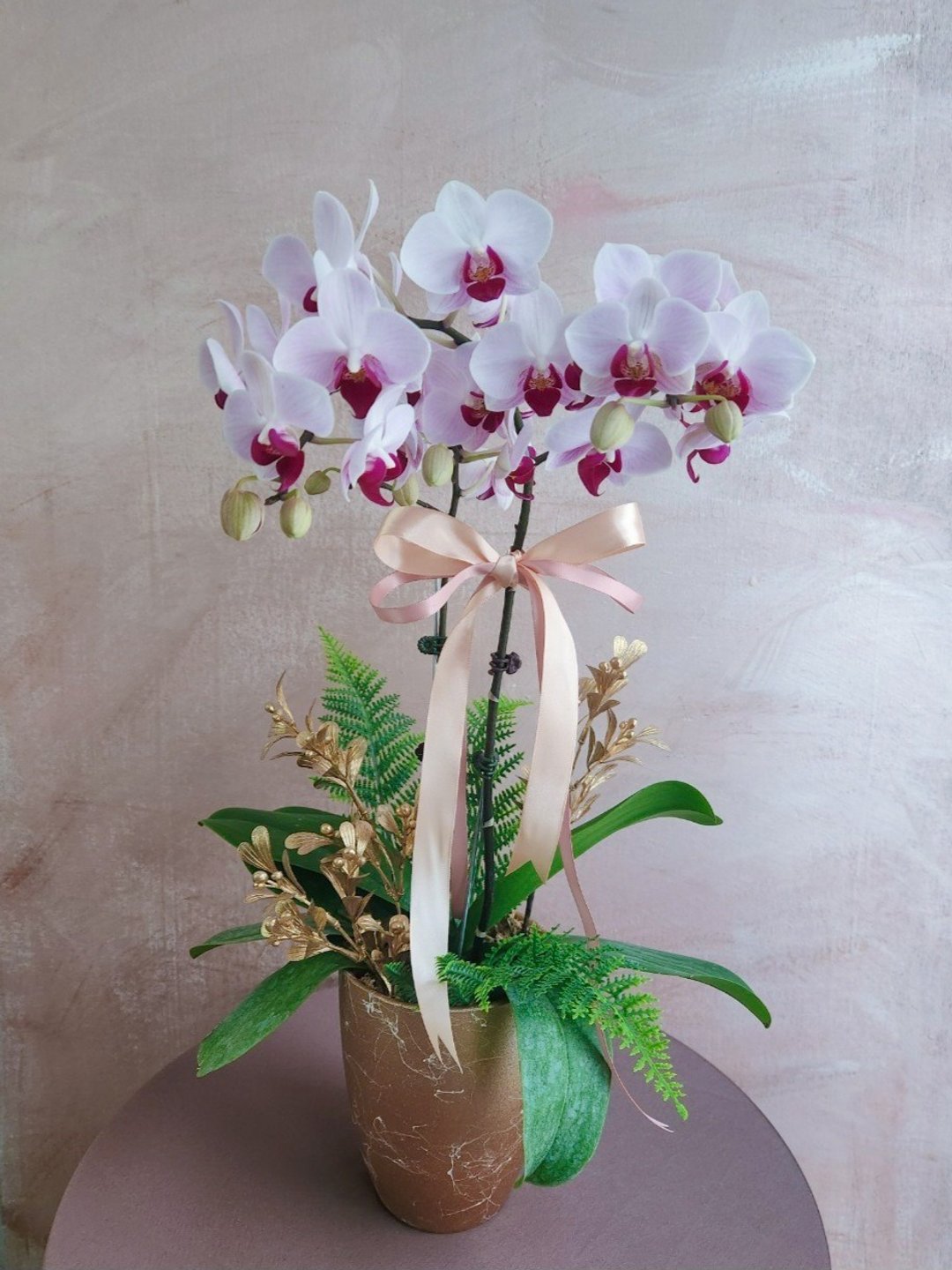 第一名粉 蝴蝶兰植栽【限店面自取/双北专送】新年送礼 开幕升迁 - 植栽/盆栽 - 植物．花 白色
