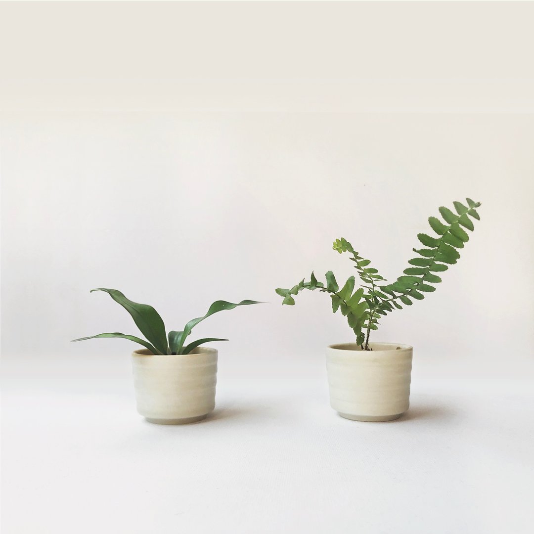 小阳春・迷你蕨类・掌心盆栽手作组 - 2入 - 植栽/盆栽 - 陶 黄色
