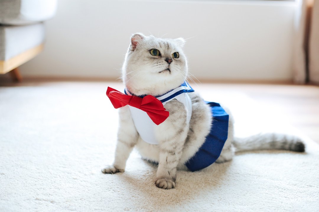 水手服胸背带 【猫猫用】宠物胸背 - 衣/帽 - 其他材质 