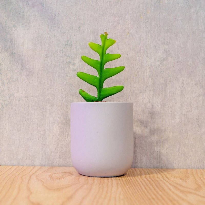鲨鱼剑 桌上型光滑水泥盆栽 观叶植物 礼物 盆栽 交换礼物 - 植栽/盆栽 - 植物．花 灰色