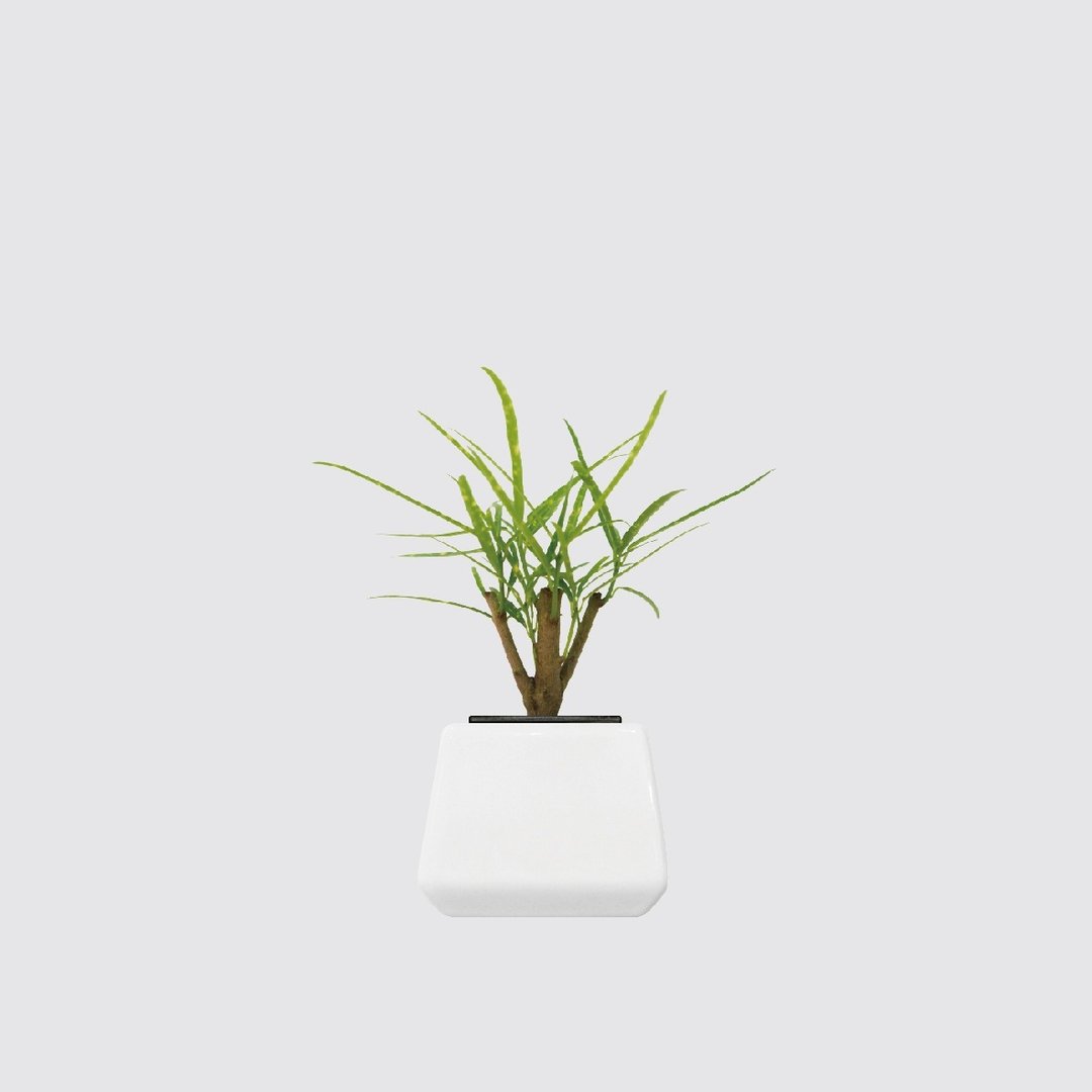 │ 方盆系列 │ 短细叶变叶木 - 水耕盆栽 陶瓷盆器 室内植物 - 植栽/盆栽 - 植物．花 