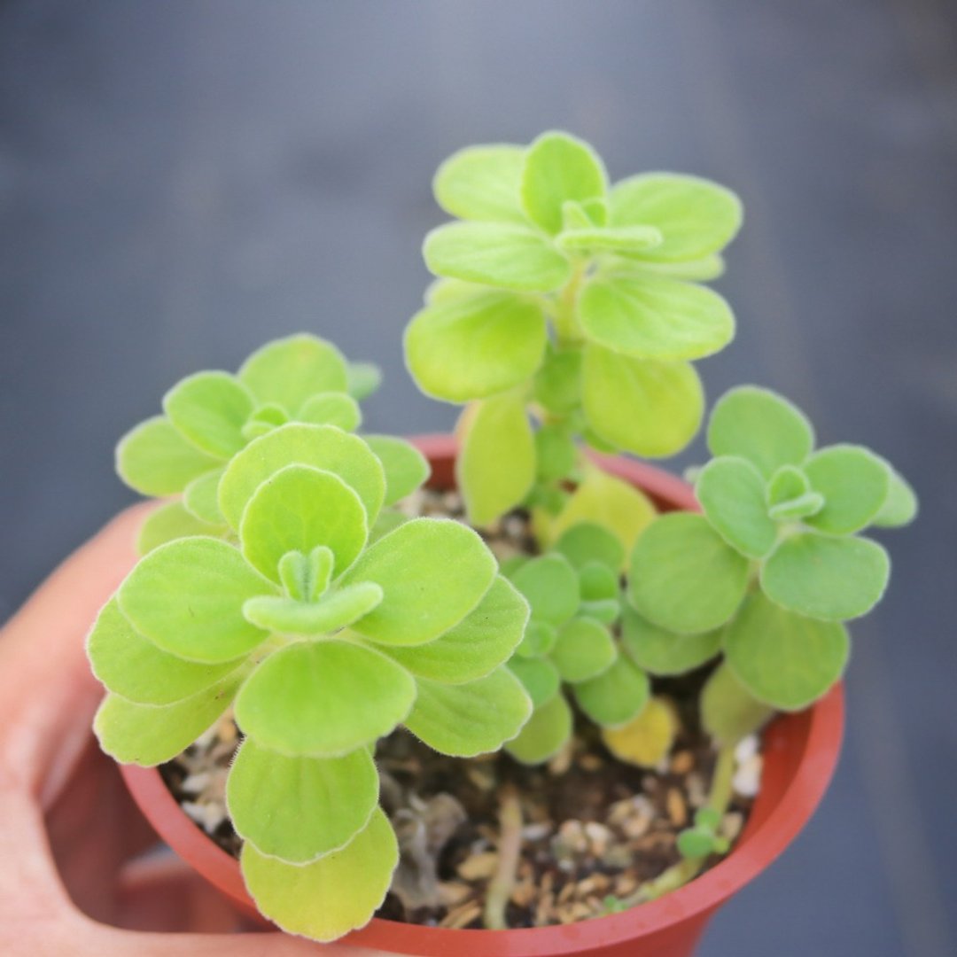 【豆豆多肉】【小叶印度薄荷】乔迁│送礼│升迁│多肉植物 - 植栽/盆栽 - 植物．花 