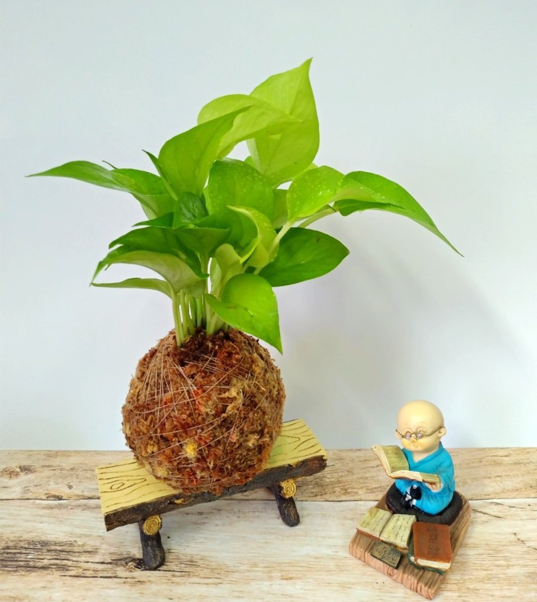 居家幸福苔球 苔玉 智利原色水苔 五行幸运植物 黄金葛 - 植栽 - 植物．花 