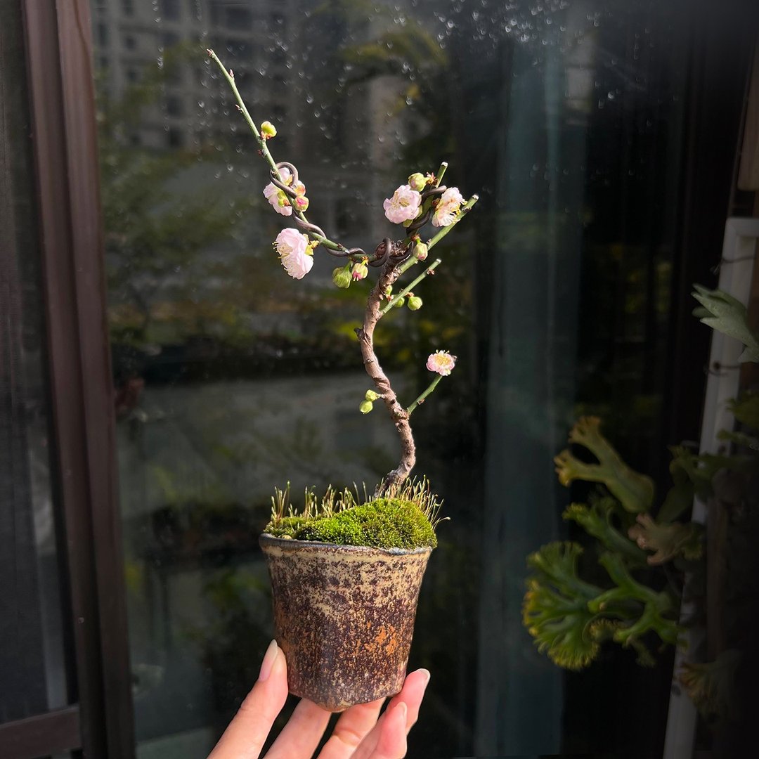 月光の舞梅∣香氛梅花盆栽 即将开花 - 植栽/盆栽 - 陶 