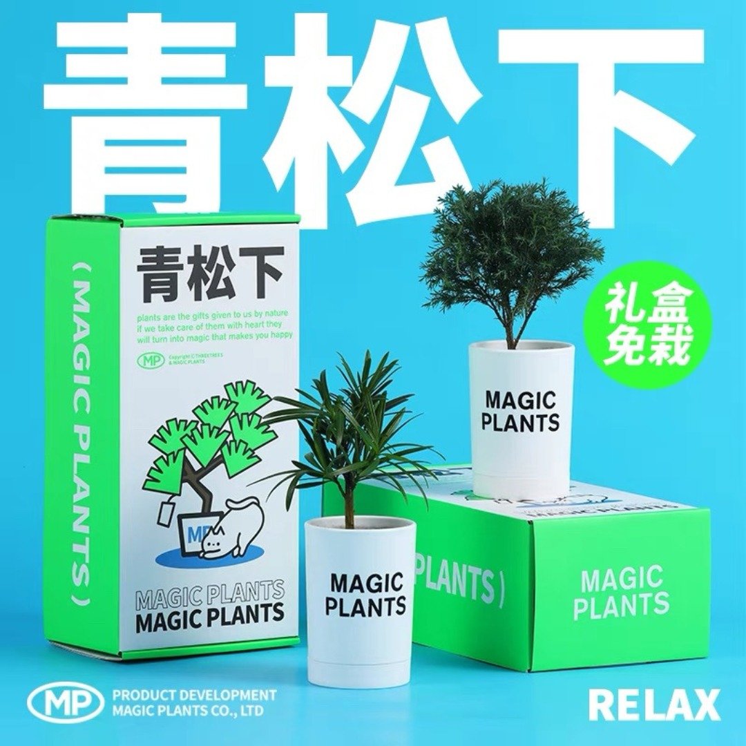 神奇植物青松下雾松发财树放青松四季绿植盆栽好养室内创意礼物 - 植栽/盆栽 - 植物．花 多色
