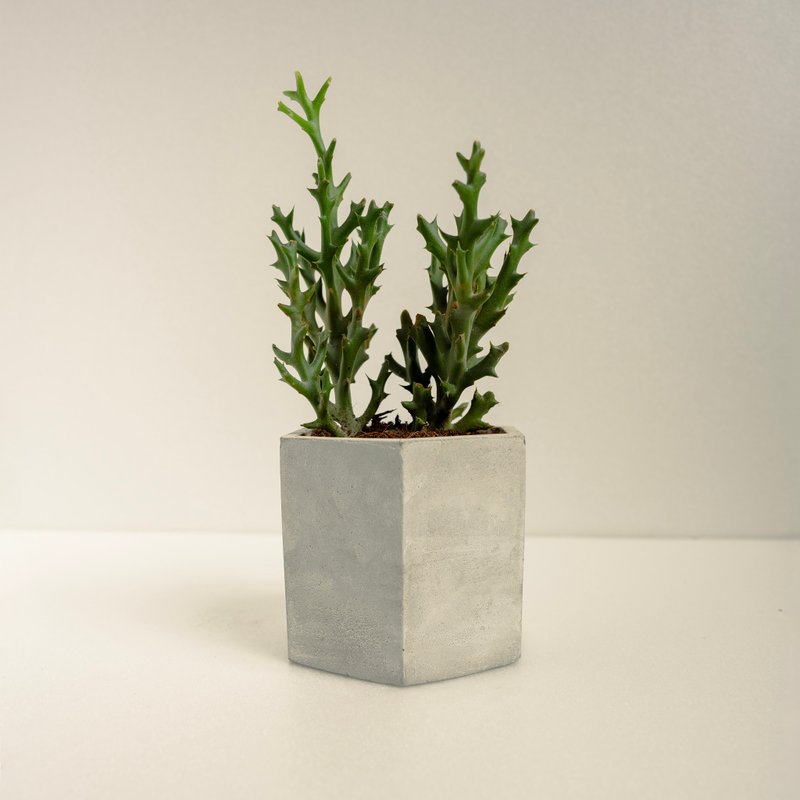 银角珊瑚│泥作系列│福所栽 - 植栽/盆栽 - 水泥 绿色