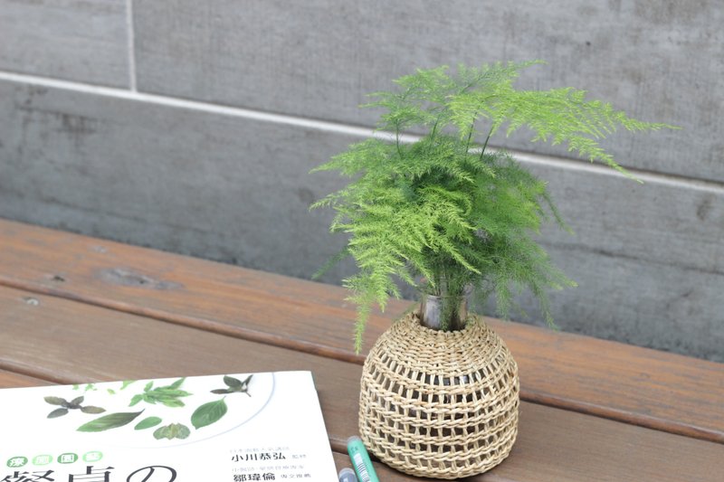 水培植栽 l 文竹 (新娘花)_室内植物 办公室盆栽 店内摆设 送礼 - 植栽/盆栽 - 玻璃 